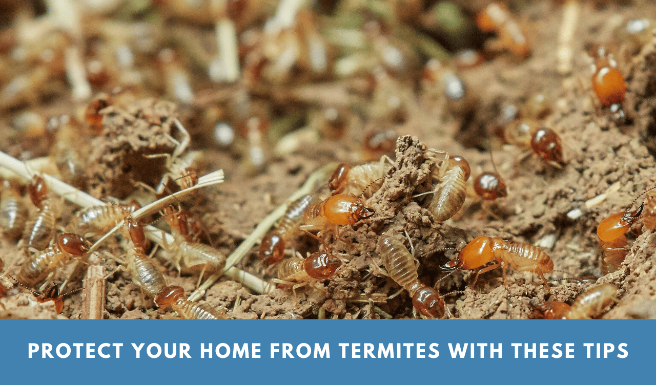 How To Keep Your Home Protected From Termites - The Apple Crumble